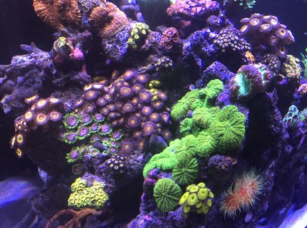 165 gallons reef tank (mostly live coral and fish) - My little garden 165 gallons reef tank (mostly live coral and fish) - My little garden