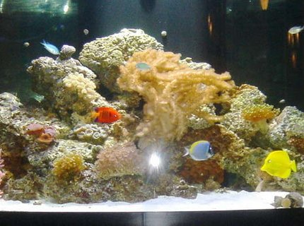 76 gallons reef tank (mostly live coral and fish) 76 gallons reef tank (mostly live coral and fish)