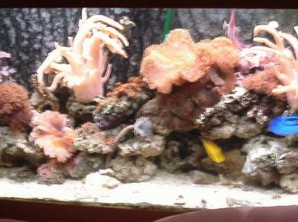 55 gallons reef tank (mostly live coral and fish) - Jewel 240 reef tank 55 gallons reef tank (mostly live coral and fish) - Jewel 240 reef tank