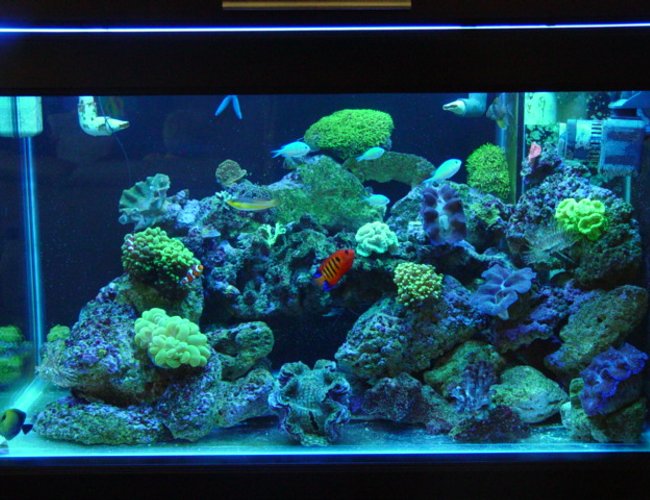 62 gallons reef tank (mostly live coral and fish) - 62 gal 36x20x20 40 gal sump reef tank. SPS. LPS, 1x250 PFO ballast with Sun aquatics 20K. with T-5 Actinic's for supplement lighting, kalk reactor all lighting on a different digital timers, topp off with RO/DI,
neon wrasse, algae blenny, 2 HI fin gobies, flame angel, 5 green chromis, scopas tang, 2 pajama cardinals, blue linkia starfish, orange brittle star, srtiped brittlestar, assorted turbo's ,cerith''s snails lots, 3 cleaner's, 2 x peppermints
green candy cane, yellow candy cane, frogspawn, hammer, star polyops, green bubble coral, gaint feather duster ,normal feather duster's, red chilli sponge, 3 crocea clams, 1 squamosa, branching provona, orange sun corals, green cap, pink cap, plate leather , green hydropona, branching leather. 62 gallons reef tank (mostly live coral and fish) - 62 gal 36x20x20 40 gal sump reef tank. SPS. LPS, 1x250 PFO ballast with Sun aquatics 20K. with T-5 Actinic's for supplement lighting, kalk reactor all lighting on a different digital timers, topp off with RO/DI,
neon wrasse, algae blenny, 2 HI fin gobies, flame angel, 5 green chromis, scopas tang, 2 pajama cardinals, blue linkia starfish, orange brittle star, srtiped brittlestar, assorted turbo's ,cerith''s snails lots, 3 cleaner's, 2 x peppermints
green candy cane, yellow candy cane, frogspawn, hammer, star polyops, green bubble coral, gaint feather duster ,normal feather duster's, red chilli sponge, 3 crocea clams, 1 squamosa, branching provona, orange sun corals, green cap, pink cap, plate leather , green hydropona, branching leather.