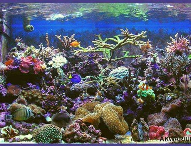 540 gallons reef tank (mostly live coral and fish) - my new tank vol 2 540 gallons reef tank (mostly live coral and fish) - my new tank vol 2