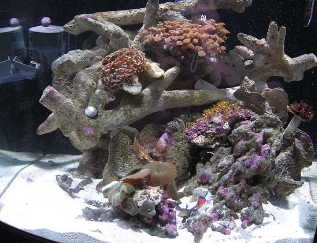 24 gallons reef tank (mostly live coral and fish) - MY 24 GL NANO CUBE 24 gallons reef tank (mostly live coral and fish) - MY 24 GL NANO CUBE