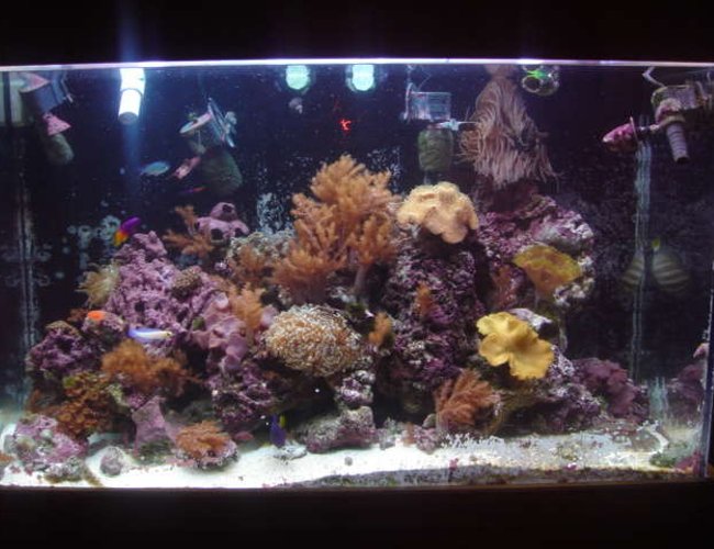 120 gallons reef tank (mostly live coral and fish) - My baby 120 gallons reef tank (mostly live coral and fish) - My baby