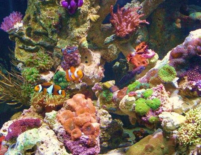 45 gallons reef tank (mostly live coral and fish) - tank 45 gallons reef tank (mostly live coral and fish) - tank