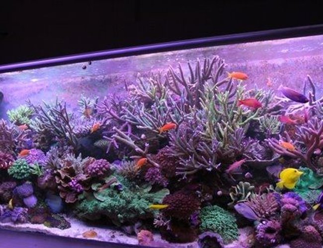 220 gallons reef tank (mostly live coral and fish) - yoda's tank 220 gallons reef tank (mostly live coral and fish) - yoda's tank