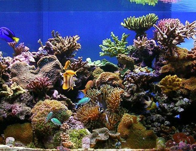 220 gallons reef tank (mostly live coral and fish) - 6ft x 2.5ft x 2ft hole in the wall reef tank.
3 x 250 watt halides, 2 x 54w actincs. Deltec AP701 skimmer, Grotech Calcium Reactor, Korallin De-Nitrator Reactor, 2 Tunze streams, 2 closed loops, auto top up, 110kg live rock, fuge, DSB and Nano tanks all connected to main system 220 gallons reef tank (mostly live coral and fish) - 6ft x 2.5ft x 2ft hole in the wall reef tank.
3 x 250 watt halides, 2 x 54w actincs. Deltec AP701 skimmer, Grotech Calcium Reactor, Korallin De-Nitrator Reactor, 2 Tunze streams, 2 closed loops, auto top up, 110kg live rock, fuge, DSB and Nano tanks all connected to main system