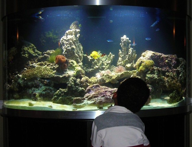 144 gallons reef tank (mostly live coral and fish) - Mesmerised by it all... 144 gallons reef tank (mostly live coral and fish) - Mesmerised by it all...