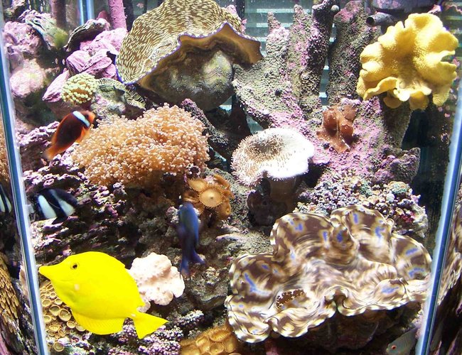 60 gallons reef tank (mostly live coral and fish) - 60 gal hex 60 gallons reef tank (mostly live coral and fish) - 60 gal hex