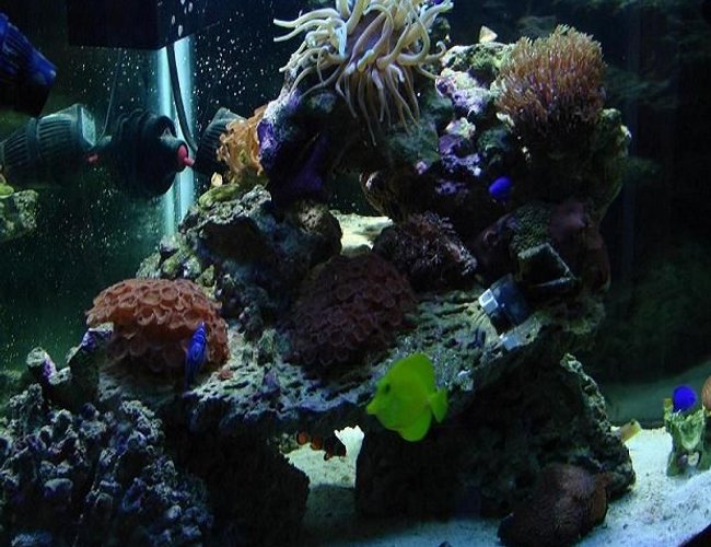 54 gallons reef tank (mostly live coral and fish) - You dont own it, it owns you 54 gallons reef tank (mostly live coral and fish) - You dont own it, it owns you