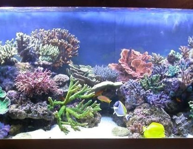 160 gallons reef tank (mostly live coral and fish) - My new tank ! 160 gallons reef tank (mostly live coral and fish) - My new tank !
