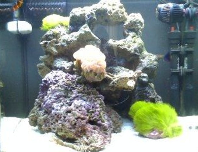 24 gallons reef tank (mostly live coral and fish) - 24gal Nano cube(4months old) 24 gallons reef tank (mostly live coral and fish) - 24gal Nano cube(4months old)