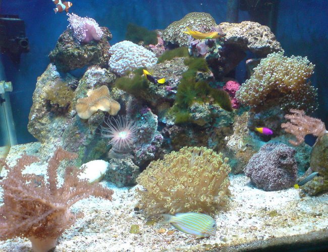 63 gallons reef tank (mostly live coral and fish) - new look added new live rock and corals new venture 10 k plus metal halide light 150w . comments welcome 63 gallons reef tank (mostly live coral and fish) - new look added new live rock and corals new venture 10 k plus metal halide light 150w . comments welcome