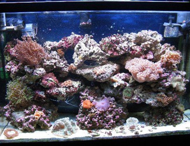 45 gallons reef tank (mostly live coral and fish) - 45gl reef 45 gallons reef tank (mostly live coral and fish) - 45gl reef