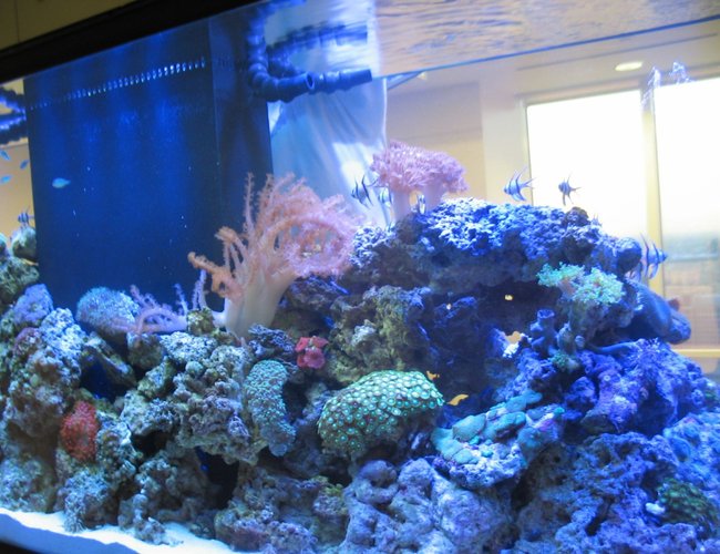215 gallons reef tank (mostly live coral and fish) - 215 215 gallons reef tank (mostly live coral and fish) - 215