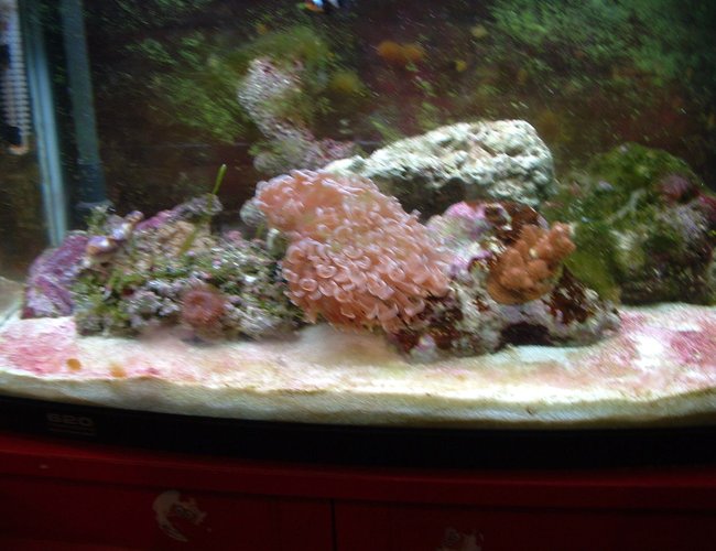 25 gallons reef tank (mostly live coral and fish) - i still need to get more live rock and i only have 5 fish and a decorator crab (pest) and a coral banded shrimp. 25 gallons reef tank (mostly live coral and fish) - i still need to get more live rock and i only have 5 fish and a decorator crab (pest) and a coral banded shrimp.