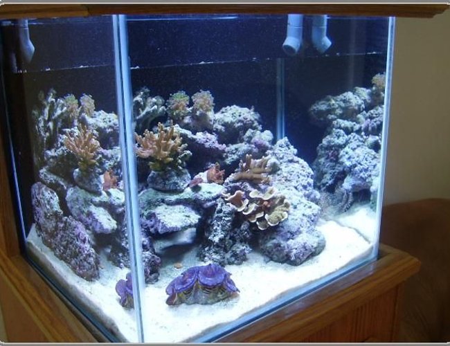 25 gallons reef tank (mostly live coral and fish) - Nano SPS Reef 25 gallons reef tank (mostly live coral and fish) - Nano SPS Reef