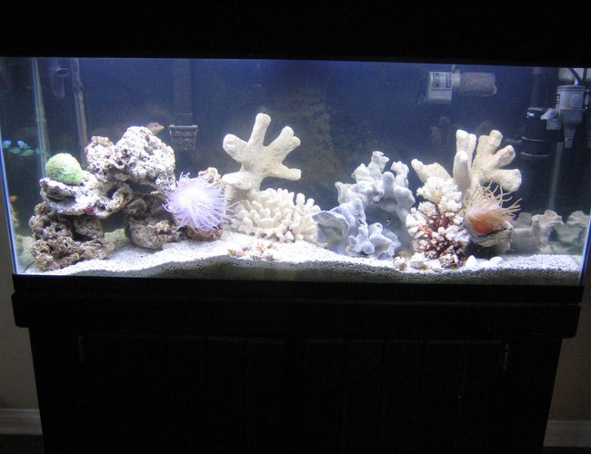 60 gallons reef tank (mostly live coral and fish) - JUST ANOTHER VEIW ! 60 gallons reef tank (mostly live coral and fish) - JUST ANOTHER VEIW !