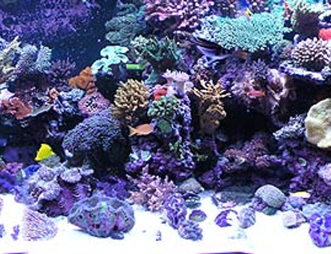 500 gallons reef tank (mostly live coral and fish) - Full reef tank pic.
Over 100 coral and 50 fish 500 gallons reef tank (mostly live coral and fish) - Full reef tank pic.
Over 100 coral and 50 fish