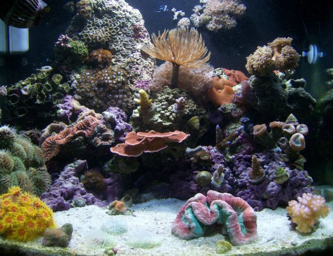 24 gallons reef tank (mostly live coral and fish) - 24g Nano 24 gallons reef tank (mostly live coral and fish) - 24g Nano
