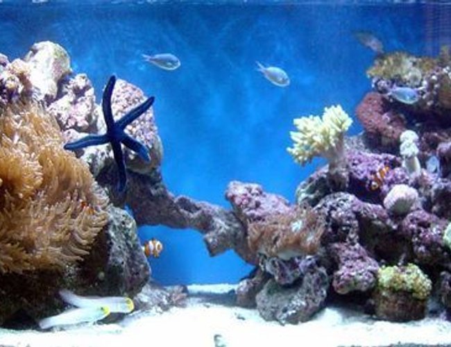 185 gallons reef tank (mostly live coral and fish) - update 185 gallons reef tank (mostly live coral and fish) - update
