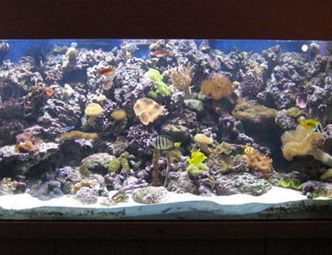 330 gallons reef tank (mostly live coral and fish) - uʍop-ǝpısdn ǝʇıɹʍ uɐɔ ı 'ǝɯosǝʍɐ ɯ,ı
FOR SALE!
ALL WOOD AND GLASS ONLY!
SERIOUS OFFERS CONSIDERED.
SOLD 330 gallons reef tank (mostly live coral and fish) - uʍop-ǝpısdn ǝʇıɹʍ uɐɔ ı 'ǝɯosǝʍɐ ɯ,ı
FOR SALE!
ALL WOOD AND GLASS ONLY!
SERIOUS OFFERS CONSIDERED.
SOLD