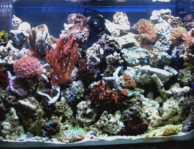 80 gallons reef tank (mostly live coral and fish) - Blackmarket's 80g reef in the office... 80 gallons reef tank (mostly live coral and fish) - Blackmarket's 80g reef in the office...