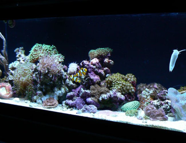 33 gallons reef tank (mostly live coral and fish) - AGA 33L 48x12x12 - Current Nova x2 54w T5 - False Wall -Phosban reactor - AC70 with Poly Filter and Chemipure. Tank has been up for approx 2 months. 33 gallons reef tank (mostly live coral and fish) - AGA 33L 48x12x12 - Current Nova x2 54w T5 - False Wall -Phosban reactor - AC70 with Poly Filter and Chemipure. Tank has been up for approx 2 months.