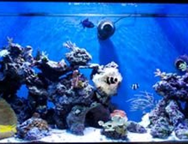 265 gallons reef tank (mostly live coral and fish) - 265g mixed reef 265 gallons reef tank (mostly live coral and fish) - 265g mixed reef