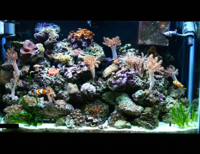 45 gallons reef tank (mostly live coral and fish) - 1 year old 45 gallon tank. 45 gallons reef tank (mostly live coral and fish) - 1 year old 45 gallon tank.