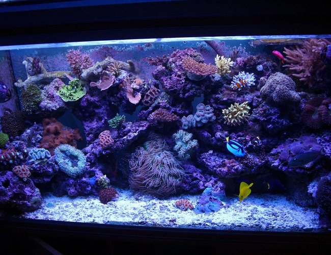 100 gallons reef tank (mostly live coral and fish) - a few month ago :D 100 gallons reef tank (mostly live coral and fish) - a few month ago :D