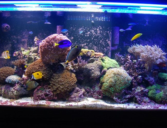 225 gallons reef tank (mostly live coral and fish) - 225 gal reef tank 8 months old 225 gallons reef tank (mostly live coral and fish) - 225 gal reef tank 8 months old