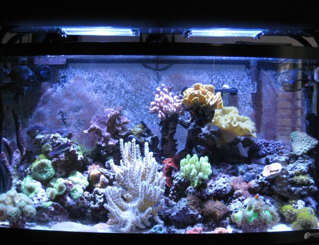 46 gallons reef tank (mostly live coral and fish) - 46 Gallon Bow mixed sps, lps, softies, zoanthid and mushroom reef with 35 corals total, purple serpent star, peppermint shrimp, emerald crab, various blue legged crabs and astrea snails. Fish - Solarensis Wrasse, Oscellaris Clownfish, Bicolor Blenny, Green Spotted Mandarin. 65 lbs of LR and 15lbs of LS. 2 x 150 watts of 14,000K Phoenix bulbs Sunpod. Aqua C Remora Skimmer, 3 Hydor Koralia 1's. 46 gallons reef tank (mostly live coral and fish) - 46 Gallon Bow mixed sps, lps, softies, zoanthid and mushroom reef with 35 corals total, purple serpent star, peppermint shrimp, emerald crab, various blue legged crabs and astrea snails. Fish - Solarensis Wrasse, Oscellaris Clownfish, Bicolor Blenny, Green Spotted Mandarin. 65 lbs of LR and 15lbs of LS. 2 x 150 watts of 14,000K Phoenix bulbs Sunpod. Aqua C Remora Skimmer, 3 Hydor Koralia 1's.