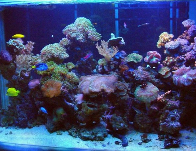 250 gallons reef tank (mostly live coral and fish) - Marine reef Display 250 gallons reef tank (mostly live coral and fish) - Marine reef Display
