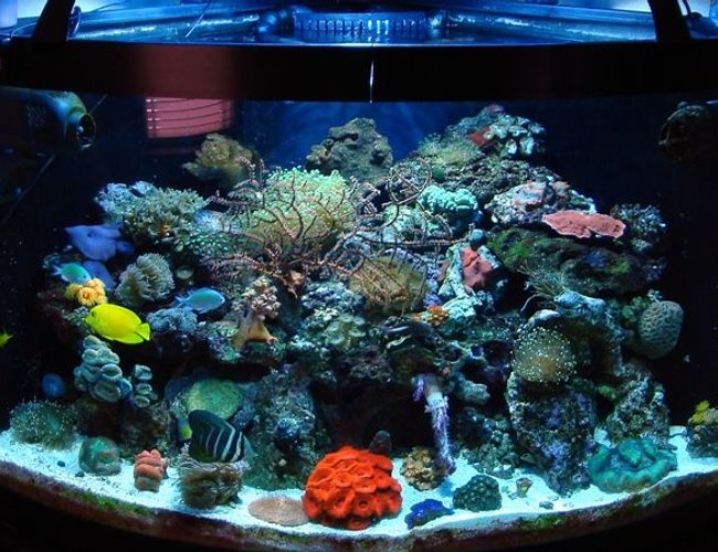 54 gallons reef tank (mostly live coral and fish) - 54 gal bowfront glass aquarium w/built in overflow 54 gallons reef tank (mostly live coral and fish) - 54 gal bowfront glass aquarium w/built in overflow