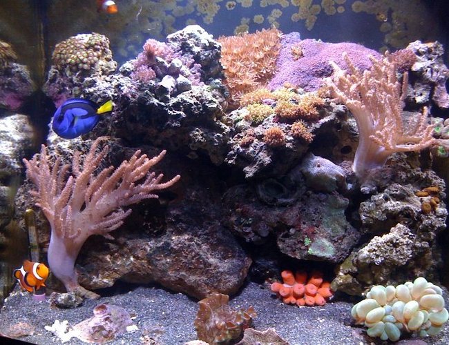 24 gallons reef tank (mostly live coral and fish) - Here's a front shot of my 24 gallon nano cube 24 gallons reef tank (mostly live coral and fish) - Here's a front shot of my 24 gallon nano cube