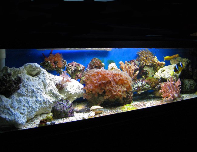 33 gallons reef tank (mostly live coral and fish) - 33 Gallon Reef 33 gallons reef tank (mostly live coral and fish) - 33 Gallon Reef