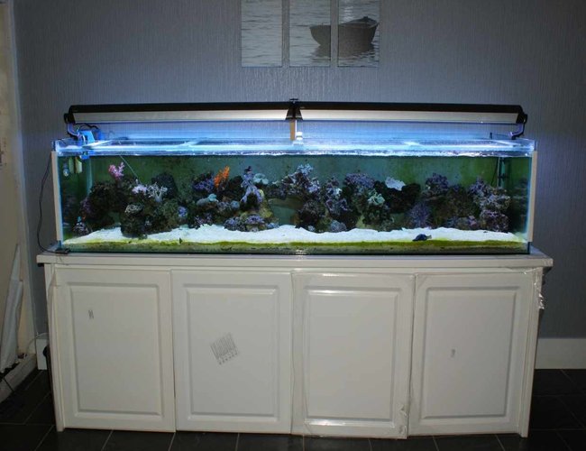 275 gallons reef tank (mostly live coral and fish) - self build project no way near finished yet but its coming on what u think ? 275 gallons reef tank (mostly live coral and fish) - self build project no way near finished yet but its coming on what u think ?