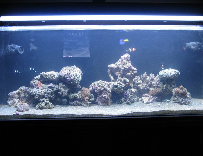 60 gallons reef tank (mostly live coral and fish) - 60GAL 60 gallons reef tank (mostly live coral and fish) - 60GAL