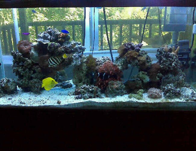 80 gallons reef tank (mostly live coral and fish) - 80 Gallon tank:
55 gallon sump with refugium
(2) 400 watt Metal Halide
(2) Atinic t5
Protein Skimmer
(2) Phosban Reactor 150
100+ pounds of live rock
Fish:
(1) Sailfin Tang
(1) Yellow Tang
(1) Maroon Clown
(1) Fridmani
(1) Snowflake Eel
(1) Blue Damsel
(5) Green Chromis
Lots of Crabs and Snails!!!
Corals:
Rose Bulb Anemone
Long tentacle tip rose Anemone
Elegance Coral
Mushroom Coral - Bullseye
Mushroom Coral - Frilly Green
Mushroom Coral - Fuzzy Grass
Mushroom Coral - Green Hairy
Mushroom Coral - Green Rhodactis
Mushroom Coral - Blue
Mushroom Coral - Blue Spotted
Mushroom Coral - Blue Stripe
Mushroom Coral - Striped Green Metallic
Leather - Finger
Green Star Polyp
Xenia - Blue Anthelia
Yellow Polyps
Zoos - Brown
Zoos - Green Center Button Polyps
Zoos - Orange
Zoos - Orange Rim
Tube Coral, Orange
Birdsnest Coral - Pink
Horn Coral, Fluorescent
Cup Coral, Turbinaria
Montipora Coral, Encrusting, Green
Tooth Coral 80 gallons reef tank (mostly live coral and fish) - 80 Gallon tank:
55 gallon sump with refugium
(2) 400 watt Metal Halide
(2) Atinic t5
Protein Skimmer
(2) Phosban Reactor 150
100+ pounds of live rock
Fish:
(1) Sailfin Tang
(1) Yellow Tang
(1) Maroon Clown
(1) Fridmani
(1) Snowflake Eel
(1) Blue Damsel
(5) Green Chromis
Lots of Crabs and Snails!!!
Corals:
Rose Bulb Anemone
Long tentacle tip rose Anemone
Elegance Coral
Mushroom Coral - Bullseye
Mushroom Coral - Frilly Green
Mushroom Coral - Fuzzy Grass
Mushroom Coral - Green Hairy
Mushroom Coral - Green Rhodactis
Mushroom Coral - Blue
Mushroom Coral - Blue Spotted
Mushroom Coral - Blue Stripe
Mushroom Coral - Striped Green Metallic
Leather - Finger
Green Star Polyp
Xenia - Blue Anthelia
Yellow Polyps
Zoos - Brown
Zoos - Green Center Button Polyps
Zoos - Orange
Zoos - Orange Rim
Tube Coral, Orange
Birdsnest Coral - Pink
Horn Coral, Fluorescent
Cup Coral, Turbinaria
Montipora Coral, Encrusting, Green
Tooth Coral