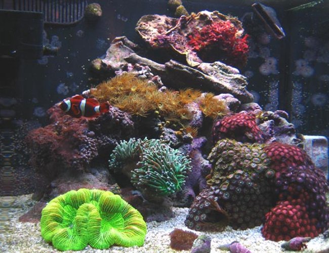 12 gallons reef tank (mostly live coral and fish) - 12 Gallon Nano Reef 12 gallons reef tank (mostly live coral and fish) - 12 Gallon Nano Reef