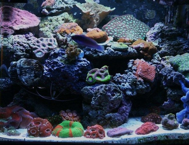25 gallons reef tank (mostly live coral and fish) - nano 25 gallons reef tank (mostly live coral and fish) - nano