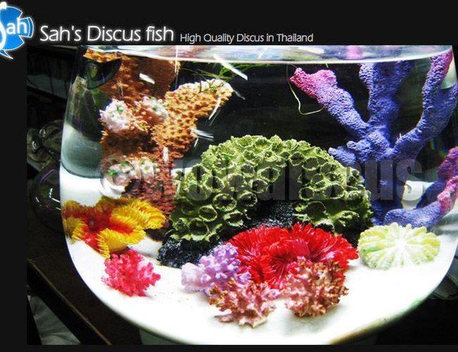 50 gallons reef tank (mostly live coral and fish) - Aquarium blow, is it colorful? :) 50 gallons reef tank (mostly live coral and fish) - Aquarium blow, is it colorful? :)