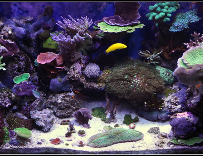 65 gallons reef tank (mostly live coral and fish) - 1 1/2 year old reef tank.... Primarily SPS..... 65 gallons reef tank (mostly live coral and fish) - 1 1/2 year old reef tank.... Primarily SPS.....