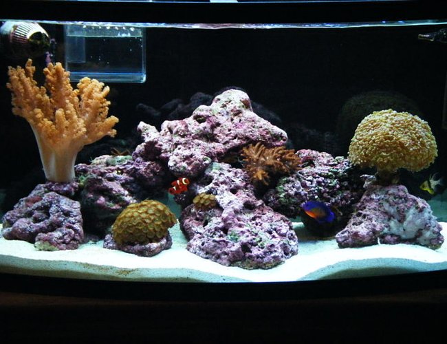 46 gallons reef tank (mostly live coral and fish) - 1yr old 46 BOWFRONT Reef Tank in progress. 46 gallons reef tank (mostly live coral and fish) - 1yr old 46 BOWFRONT Reef Tank in progress.