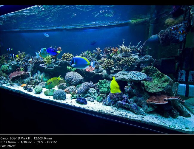 175 gallons reef tank (mostly live coral and fish) - Angle view shot 175 gallons reef tank (mostly live coral and fish) - Angle view shot