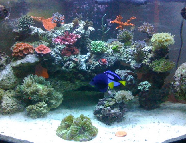 92 gallons reef tank (mostly live coral and fish) - Full View of tank 92 gallons reef tank (mostly live coral and fish) - Full View of tank