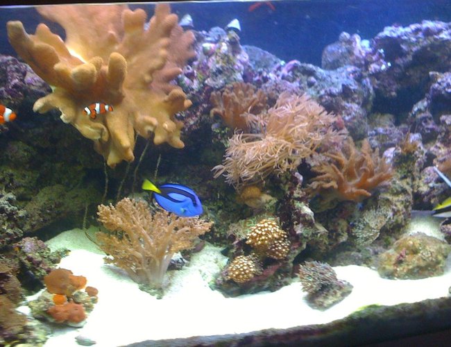 400 gallons reef tank (mostly live coral and fish) - my 4ft reef so far. 400 gallons reef tank (mostly live coral and fish) - my 4ft reef so far.