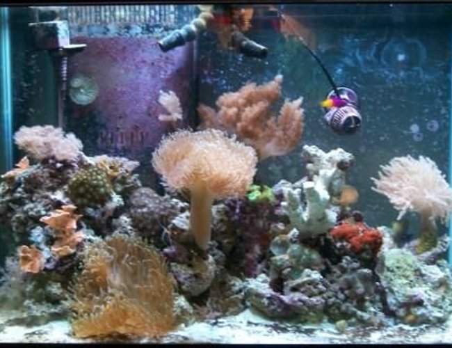 65 gallons reef tank (mostly live coral and fish) - whole tank 65 gallons reef tank (mostly live coral and fish) - whole tank