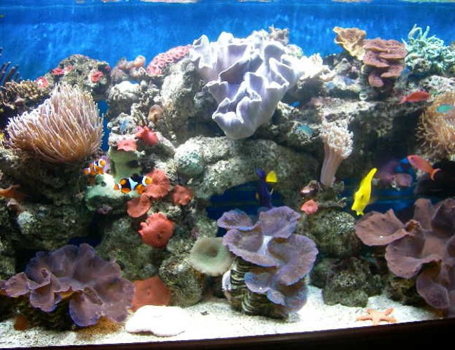1 gallon reef tank (mostly live coral and fish) - My old tank 1 gallon reef tank (mostly live coral and fish) - My old tank
