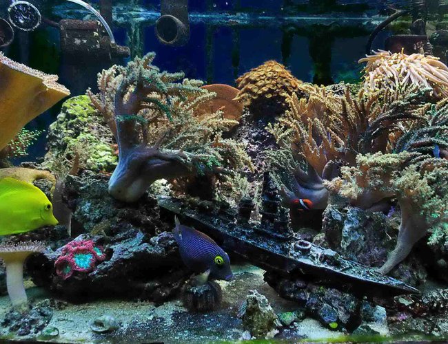 50 gallons reef tank (mostly live coral and fish) - 50 gallon reef (5 years experience, last 4 in place) 50 gallons reef tank (mostly live coral and fish) - 50 gallon reef (5 years experience, last 4 in place)